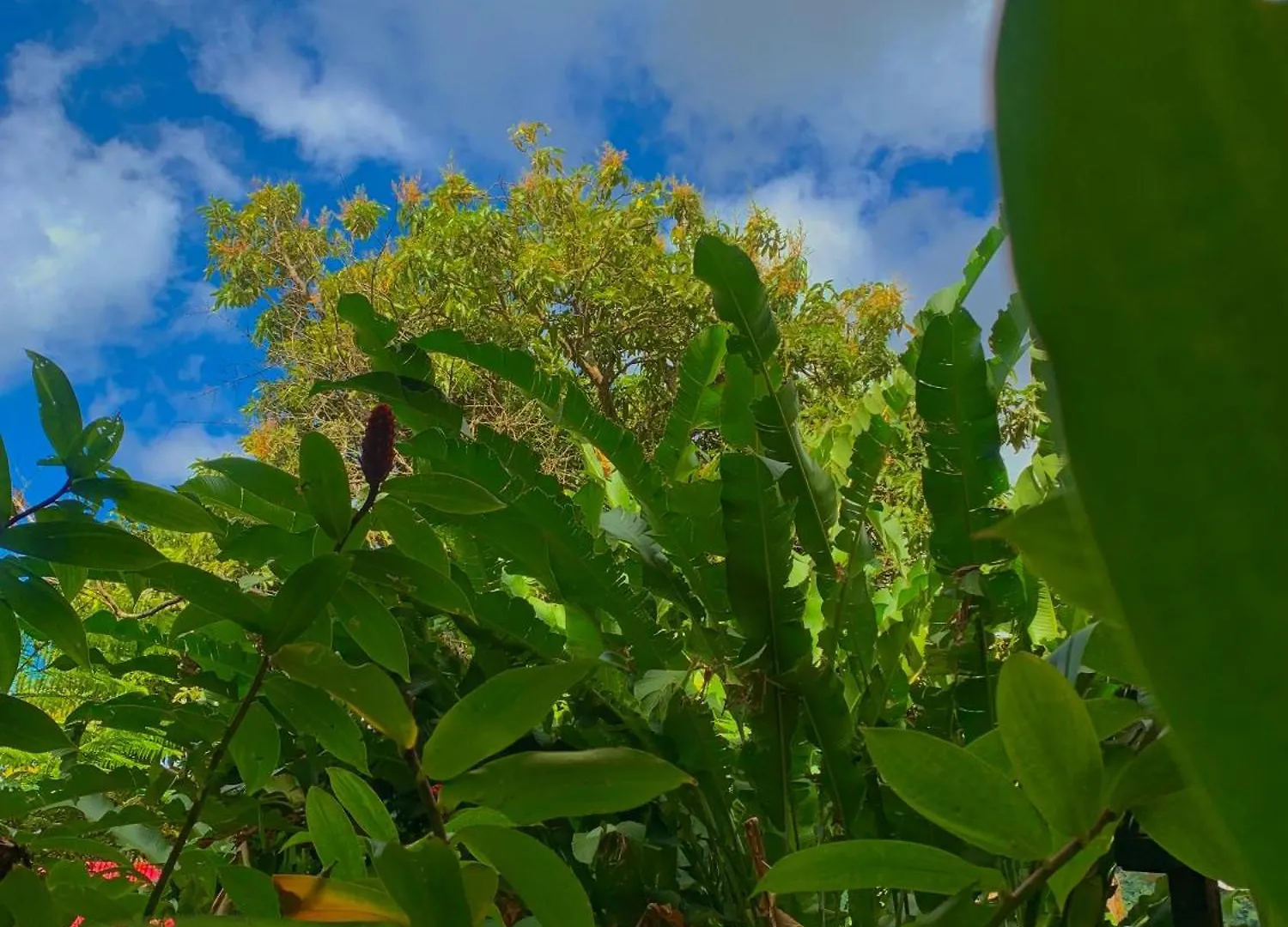 Le Petit Paradis Roseau