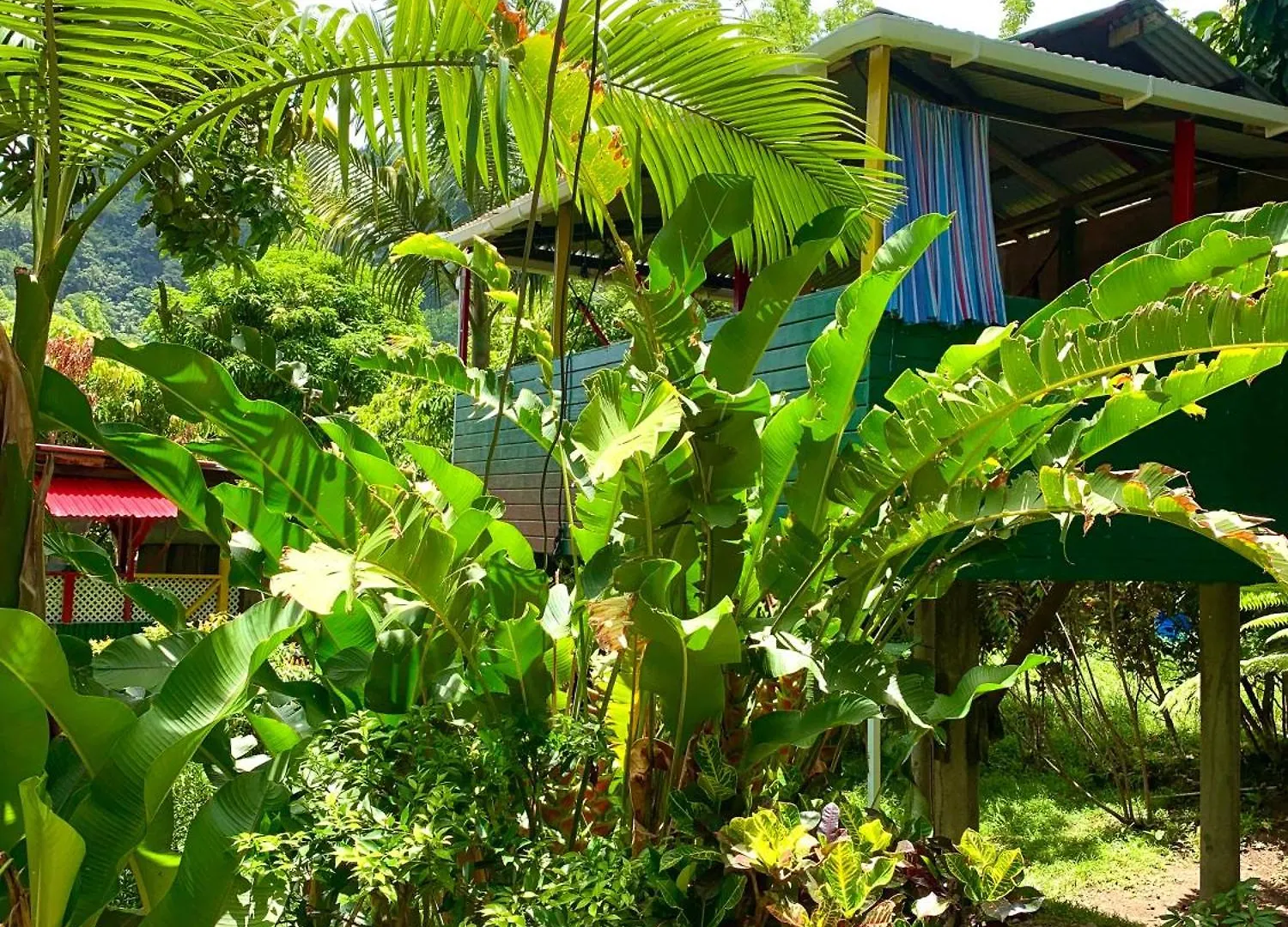 Le Petit Paradis Roseau